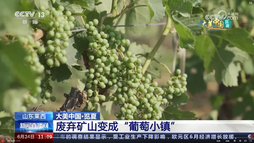 新闻速递 | CCTV13报道九顶庄园——废弃矿山变成“葡萄小镇”