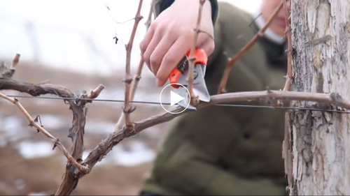 Winter Pruning In Chateau Nine Peaks 2019