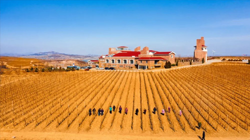 Clearing the vineyard and wine tasting