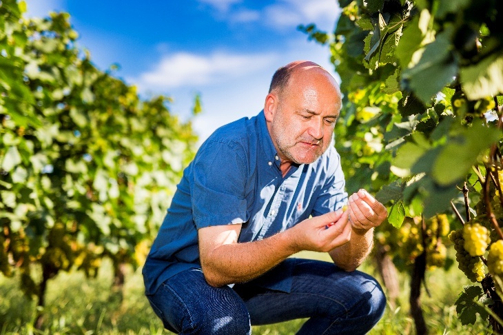 Wine is Expression of Terroir.